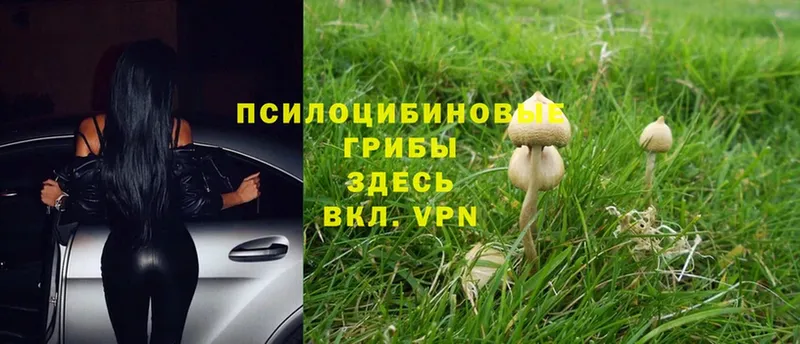 Галлюциногенные грибы Magic Shrooms  где купить наркоту  Мурино 